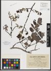 Foto von Salix rhaetica Andersson